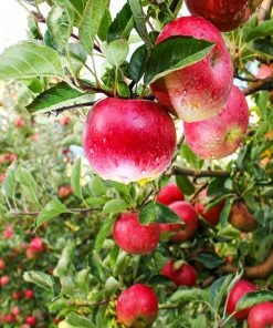 Brighter Blooms Apples Trees Pink Lady Apple Tree
