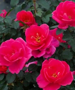 Brighter Blooms Pink Miracle™ Rose Tree Roses 5 Brighter Blooms Pink Miracle™ Rose Tree Roses