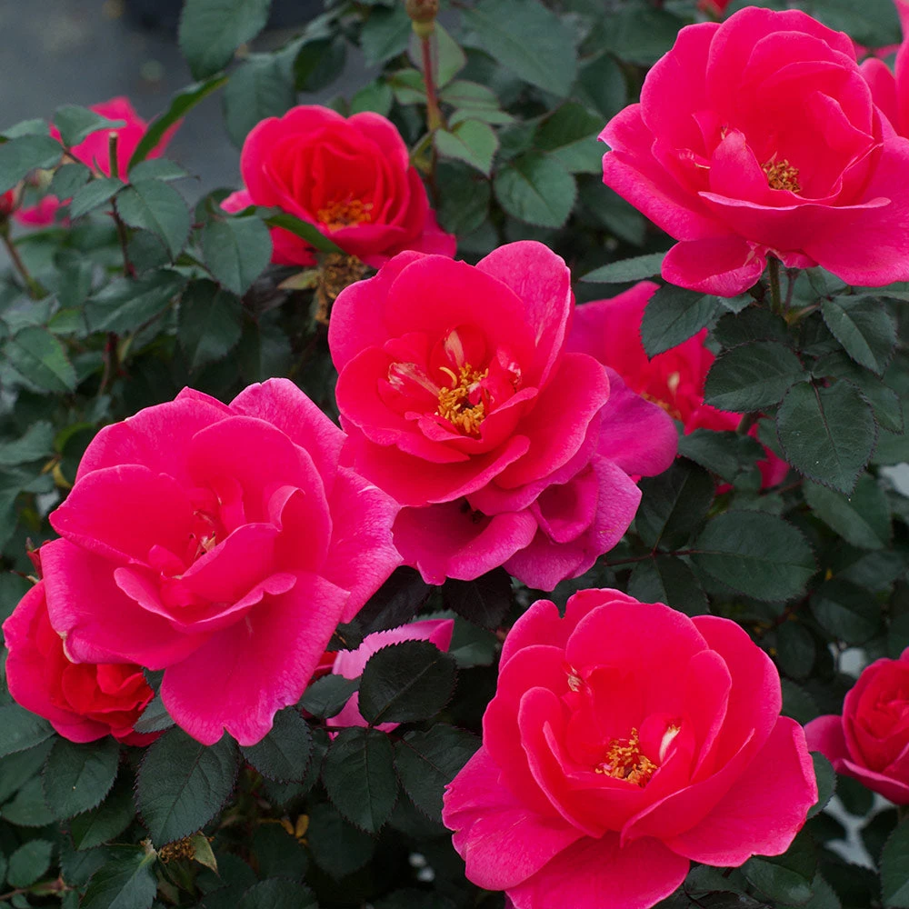 Brighter Blooms Pink Miracle™ Rose Tree Roses 3 Brighter Blooms Pink Miracle™ Rose Tree Roses