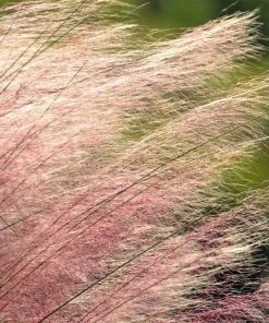 Brighter Blooms Pink Muhly Grass Ornamental Grasses