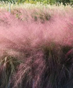 Brighter Blooms Pink Muhly Grass Ornamental Grasses