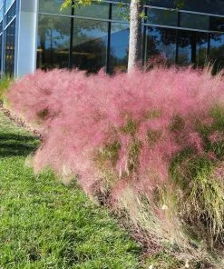 Brighter Blooms Pink Muhly Grass Ornamental Grasses