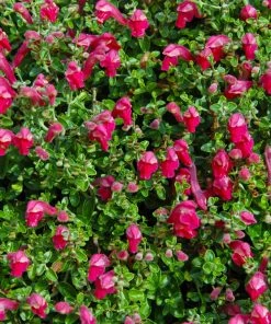 Brighter Blooms Pink Skullcap Shrub