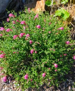 Brighter Blooms Pink Skullcap Shrub