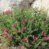 Brighter Blooms Pink Skullcap Shrub