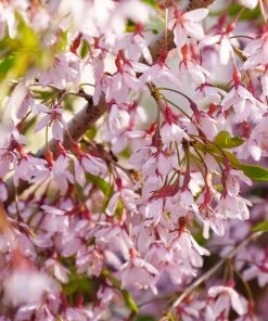 Brighter Blooms Flowering Trees Pink Snow Showers™ Weeping Cherry Tree 7 Brighter Blooms Flowering Trees Pink Snow Showers™ Weeping Cherry Tree