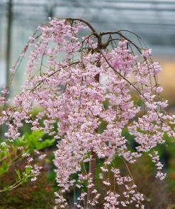 Brighter Blooms Flowering Trees Pink Snow Showers™ Weeping Cherry Tree