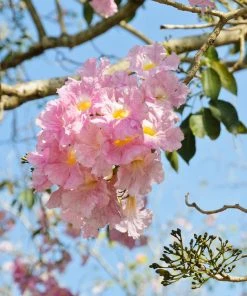 Brighter Blooms Flowering Trees Pink Trumpet Tree