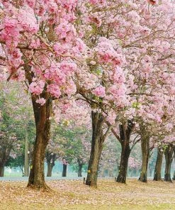 Brighter Blooms Flowering Trees Pink Trumpet Tree
