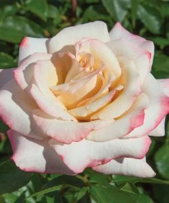 Brighter Blooms Pinkerbelle™ Rose