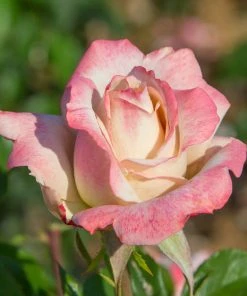 Brighter Blooms Pinkerbelle™ Rose