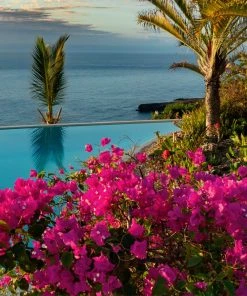 Brighter Blooms Pink Pixie Bougainvillea SHOP ALL