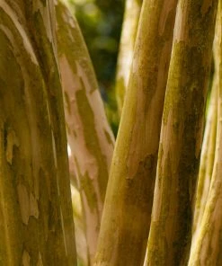 Brighter Blooms Pink Velour Crape Myrtle Tree