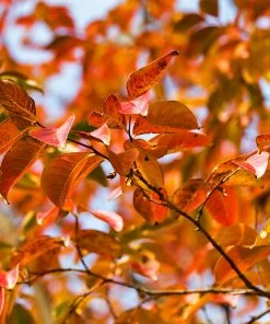 Brighter Blooms Pink Velour Crape Myrtle Tree