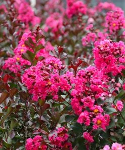 Brighter Blooms Pink Velour Crape Myrtle Tree