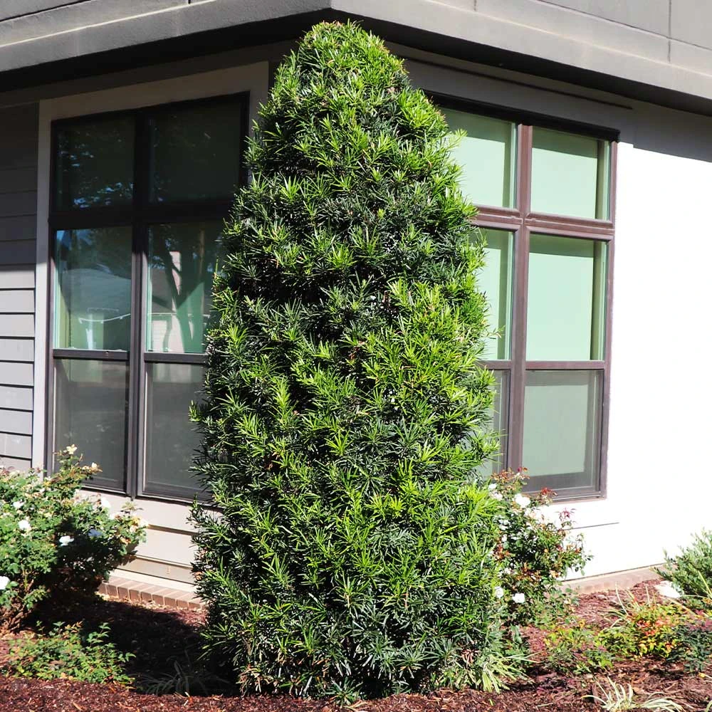 Brighter Blooms Yew Podocarpus Evergreen & Privacy 3 Brighter Blooms Yew Podocarpus Evergreen & Privacy