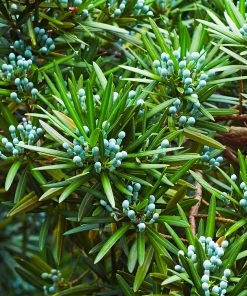 Brighter Blooms Yew Podocarpus Evergreen & Privacy 12 Brighter Blooms Yew Podocarpus Evergreen & Privacy