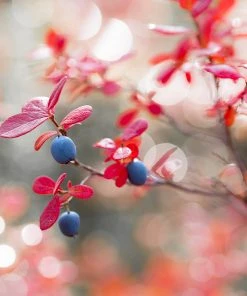 Brighter Blooms Fruit Trees Powderblue Blueberry Bush