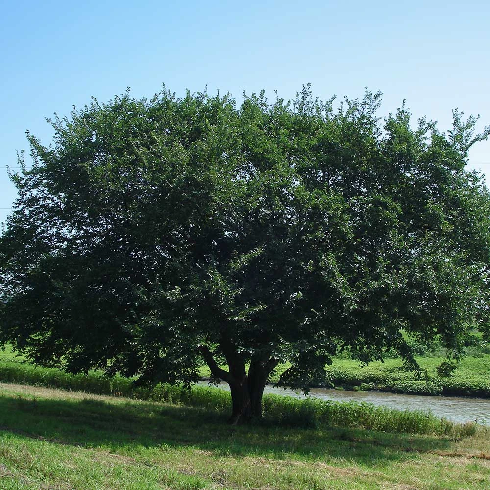 Brighter Blooms Prairie Expedition® Elm Tree 3 Brighter Blooms Prairie Expedition® Elm Tree