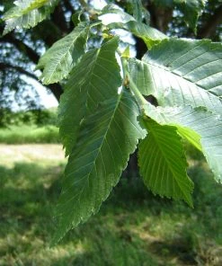 Brighter Blooms Prairie Expedition® Elm Tree