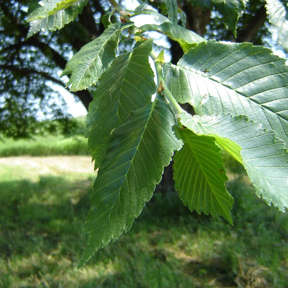 Brighter Blooms Prairie Expedition® Elm Tree 2 Brighter Blooms Prairie Expedition® Elm Tree