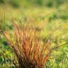 Brighter Blooms Prairie Fire Sedge Ornamental Grasses