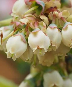 Brighter Blooms Fruit Trees Premier Blueberry Bush