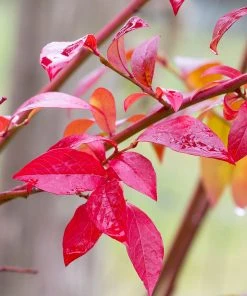 Brighter Blooms Fruit Trees Premier Blueberry Bush