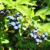 Brighter Blooms Fruit Trees Premier Blueberry Bush