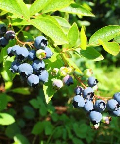 Brighter Blooms Fruit Trees Premier Blueberry Bush