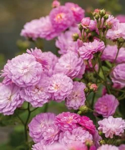 Brighter Blooms Roses Pretty Polly® Lavender Rose