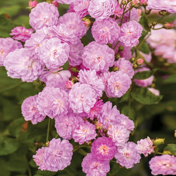 Brighter Blooms Roses Pretty Polly® Lavender Rose 1 Brighter Blooms Roses Pretty Polly® Lavender Rose