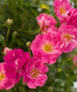 Brighter Blooms Roses Pretty Polly® Pink Rose