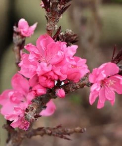 Brighter Blooms Ruby Ruffle™ Patio Peach Tree House & Patio