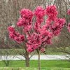Brighter Blooms Ruby Ruffle™ Patio Peach Tree House & Patio