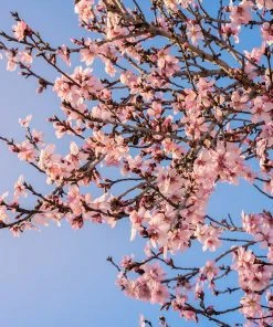 Brighter Blooms Puget Gold Apricot SHOP ALL