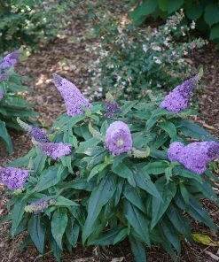 Brighter Blooms Shrubs & Hedges Pugster® Amethyst Butterfly Bush