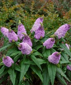 Brighter Blooms Shrubs & Hedges Pugster® Amethyst Butterfly Bush