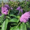 Brighter Blooms Shrubs & Hedges Pugster® Amethyst Butterfly Bush