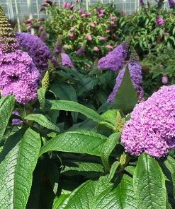 Brighter Blooms Shrubs & Hedges Pugster® Amethyst Butterfly Bush