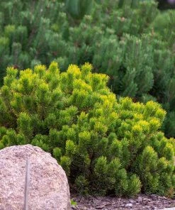 Brighter Blooms Evergreen & Privacy Dwarf Mugo Pine