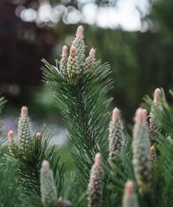 Brighter Blooms Evergreen & Privacy Dwarf Mugo Pine