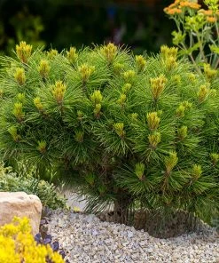 Brighter Blooms Evergreen & Privacy Dwarf Mugo Pine