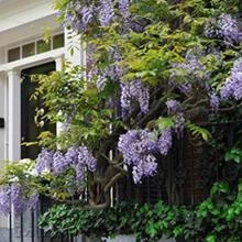 Brighter Blooms SHOP ALL Purple Wisteria Vine