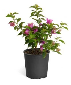 Brighter Blooms New River Bougainvillea SHOP ALL 17 Brighter Blooms New River Bougainvillea SHOP ALL