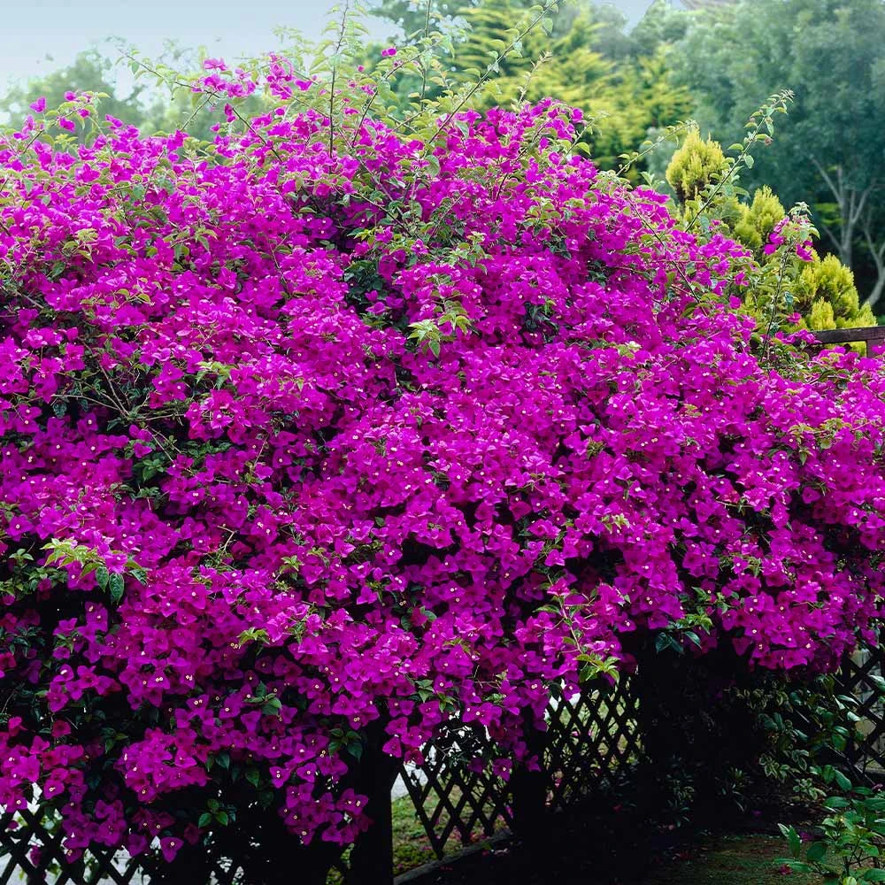 Brighter Blooms New River Bougainvillea SHOP ALL 4 Brighter Blooms New River Bougainvillea SHOP ALL