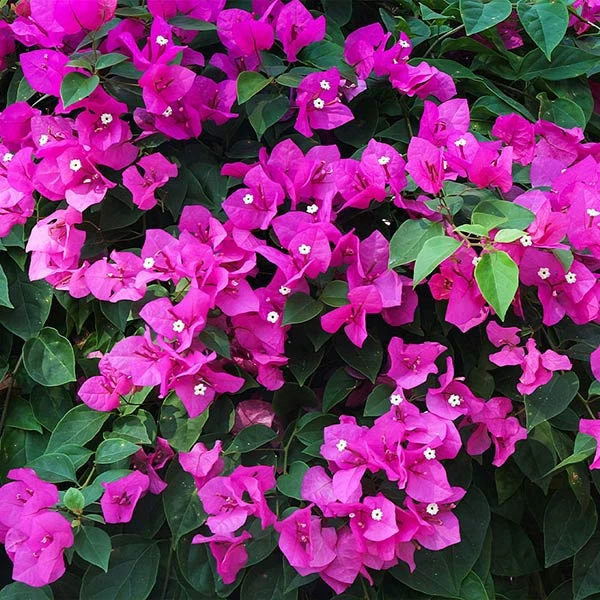 Brighter Blooms New River Bougainvillea SHOP ALL 1 Brighter Blooms New River Bougainvillea SHOP ALL