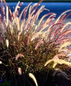 Brighter Blooms Purple Fountain Grass Ornamental Grasses