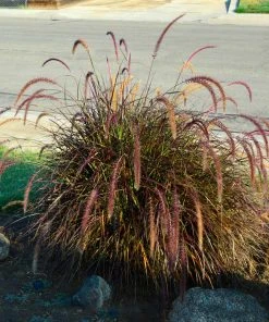 Brighter Blooms Purple Fountain Grass Ornamental Grasses