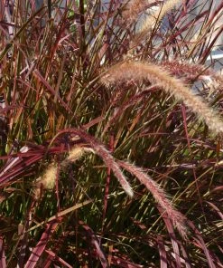 Brighter Blooms Purple Fountain Grass Ornamental Grasses